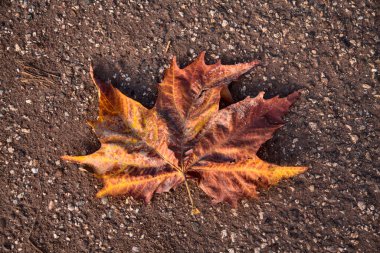 Yerde bir akçaağaç yaprağı