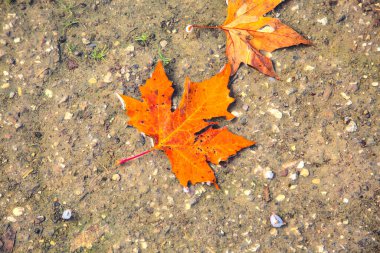 Akçaağaç yaprakları bir su birikintisinde