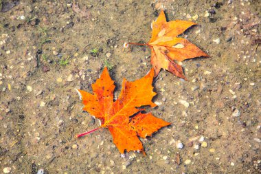 Akçaağaç yaprakları bir su birikintisinde