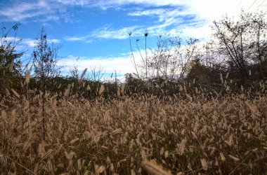 Sonbaharda terk edilmiş bir bahçe.