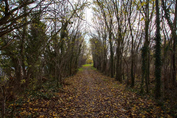 Sonbaharda Kırsalda Bir Korulukta Yol — Stok fotoğraf