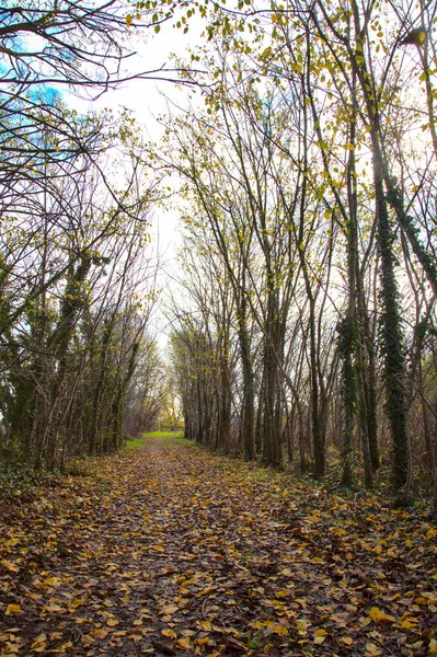 秋の田園地帯の林道 — ストック写真