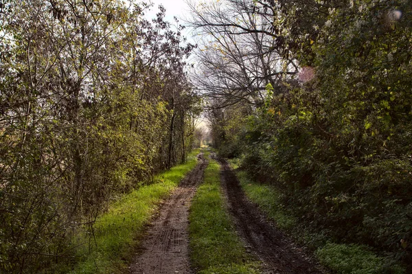 Sonbaharda Kırsalda Bir Parkta Çamurlu Bir Patika — Stok fotoğraf