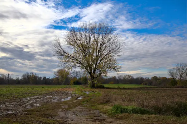 Uma Árvore Quase Nua Campo Campo — Fotografia de Stock