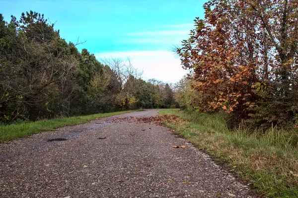 Camino Campo Otoño —  Fotos de Stock