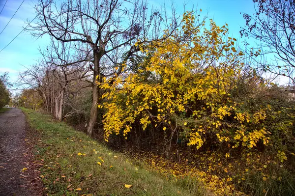 Lindenboom Herfst Aan Rand Van Een Landweg — Stockfoto