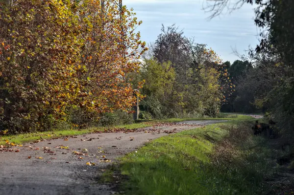 秋の田舎道 — ストック写真
