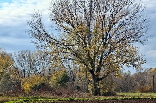 Árbol Casi Desnudo Campo Otoño — Foto de Stock