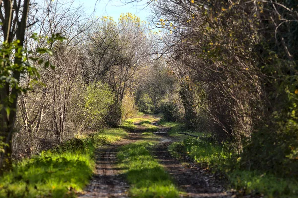 Sentiero Fangoso Parco Immerso Nel Verde Autunno — Foto Stock