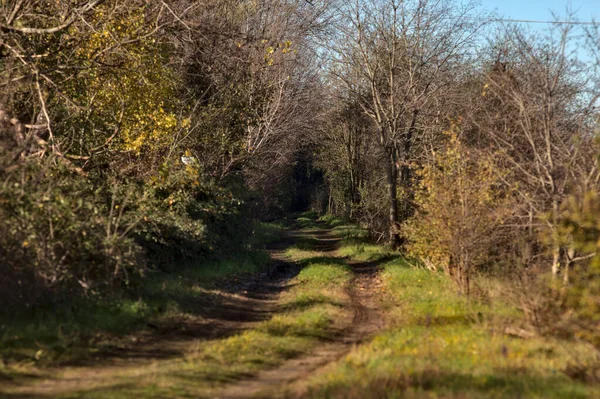 Muddy Camino Parque Campo Otoño — Foto de Stock