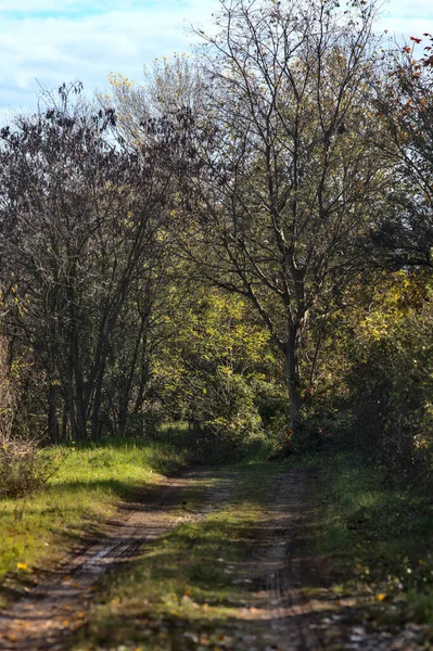 Muddy Camino Parque Campo Otoño — Foto de Stock