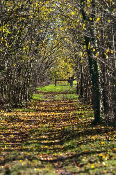 Kırsalda Sonbaharda Bir Korulukta Yol — Stok fotoğraf