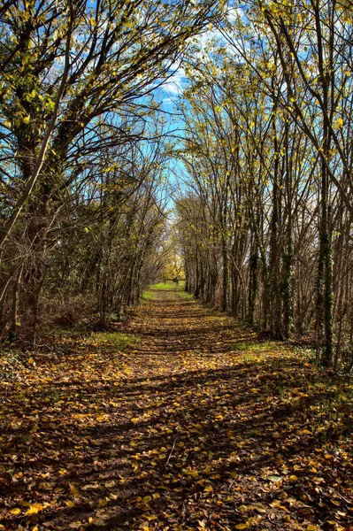 Pad Een Bos Herfst Het Platteland — Stockfoto