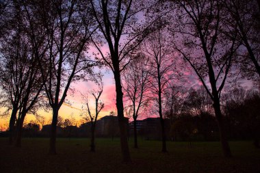 Sonbaharda günbatımında gökyüzü ağaçlardan ve binalardan oluşan bir siluetle