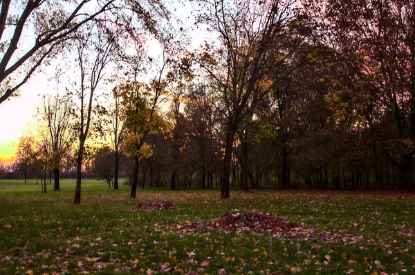 Park Herfst Bij Zonsondergang — Stockfoto