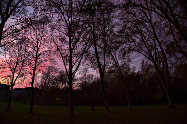 Небо Закате Осенью Силуэтом Деревьев Зданий — стоковое фото