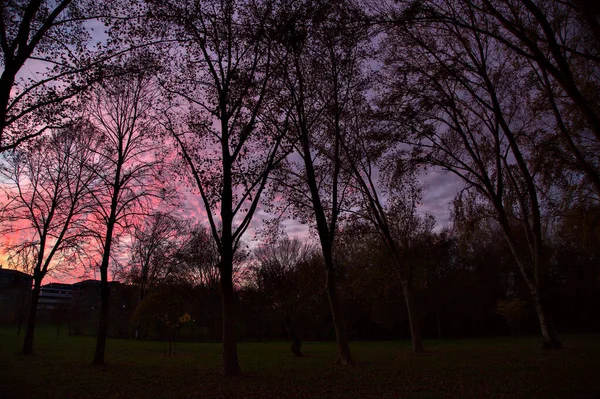 Cielo Atardecer Otoño Con Silueta Árboles Edificios — Foto de Stock