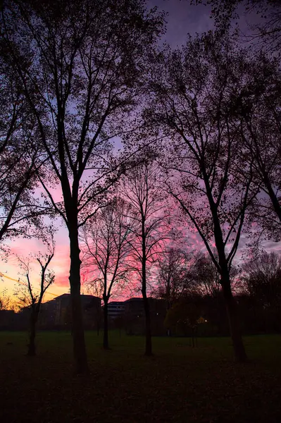 Cielo Atardecer Otoño Con Silueta Árboles Edificios —  Fotos de Stock