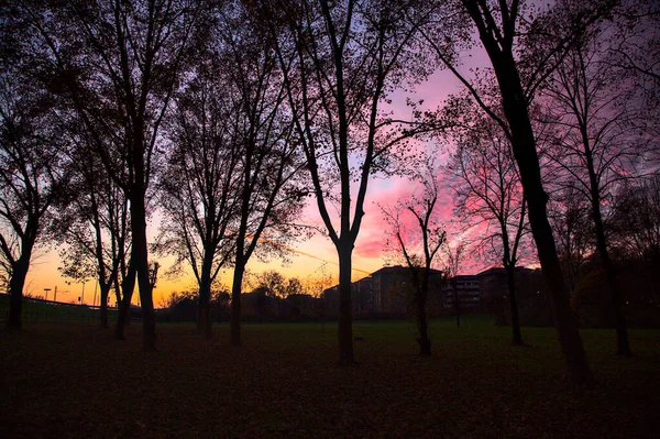 Небо Закате Осенью Силуэтом Деревьев Зданий — стоковое фото