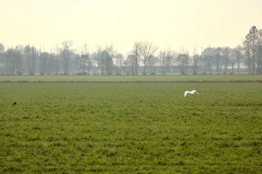 Sonbaharda kırsalda bir tarlada balıkçıl.