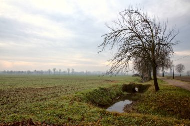 Sonbaharda çıplak ağaçlarla dolu kırsalda su akıntısı
