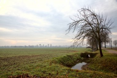 Sonbaharda çıplak ağaçlarla dolu kırsalda su akıntısı