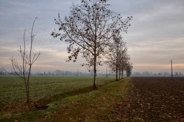 İtalya kırsalında sonbaharın sonlarında iki tarlaya sınır çizen çıplak ağaçlar