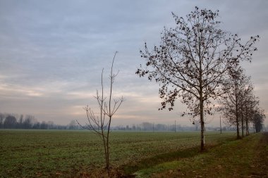 İtalya kırsalında sonbaharın sonlarında iki tarlaya sınır çizen çıplak ağaçlar