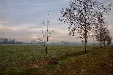 İtalya kırsalında sonbaharın sonlarında iki tarlaya sınır çizen çıplak ağaçlar