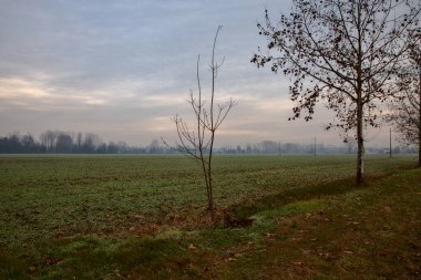 İtalya kırsalında sonbaharın sonlarında iki tarlaya sınır çizen çıplak ağaçlar