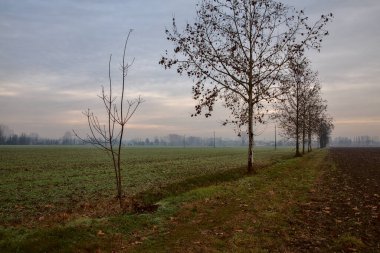 İtalya kırsalında sonbaharın sonlarında iki tarlaya sınır çizen çıplak ağaçlar