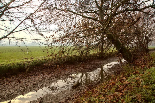 Поток Воды Осенью Сельской Местности Голыми Деревьями — стоковое фото