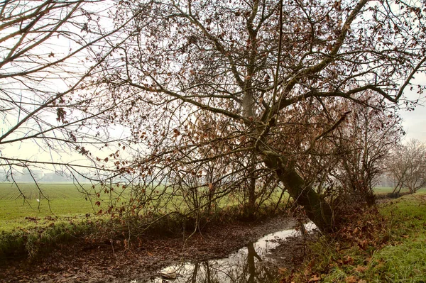 Stream Water Autumn Countryside Bare Trees — Stock Photo, Image