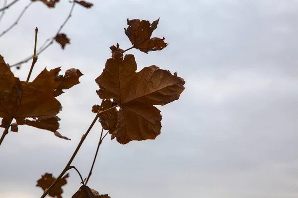 Gelbe Ahornblätter Auf Einem Zweig — Stockfoto