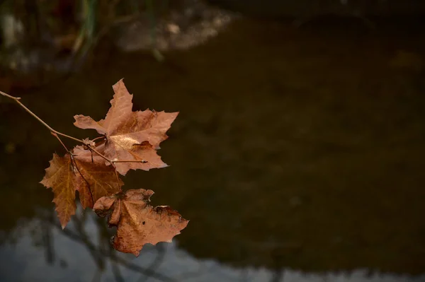 Sarı Akçaağaç Yaprakları Dalda — Stok fotoğraf