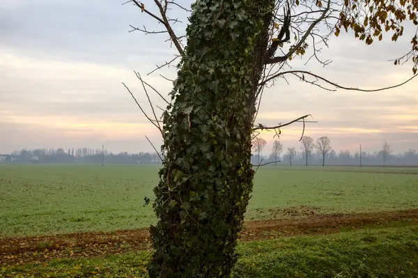 Zbliżenie Pnia Drzewa Pokrytego Bluszczem Polem Późną Jesienią Jako Tło — Zdjęcie stockowe