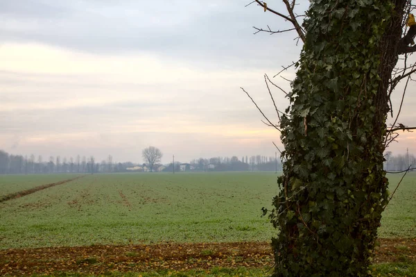 Zbliżenie Pnia Drzewa Pokrytego Bluszczem Polem Późną Jesienią Jako Tło — Zdjęcie stockowe