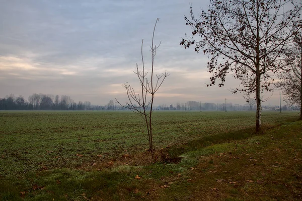 İtalya kırsalında sonbaharın sonlarında iki tarlaya sınır çizen çıplak ağaçlar