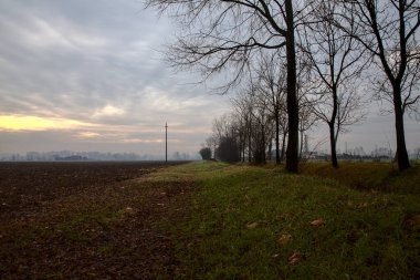 İtalya kırsalında sonbaharın sonlarında iki tarlaya sınır çizen çıplak ağaçlar