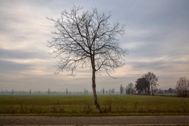 Sonbaharda, bulutlu bir günde kırsalda çıplak bir ağaç.