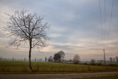 Sonbaharda, bulutlu bir günde kırsalda çıplak bir ağaç.