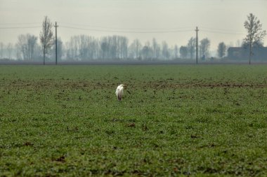 Sonbaharda kırsalda bir tarlada balıkçıl.