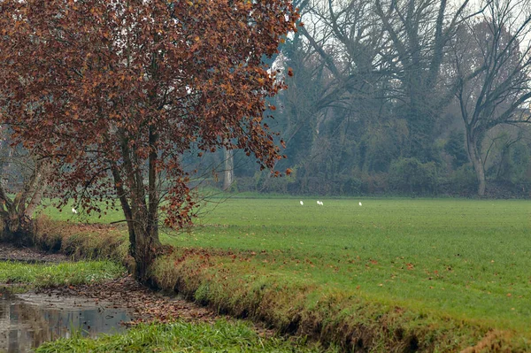 Érable Près Ruisseau Eau Côté Champ Dans Campagne Italienne Fin — Photo