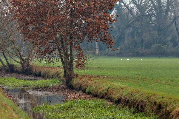 Érable Près Ruisseau Eau Côté Champ Dans Campagne Italienne Fin — Photo