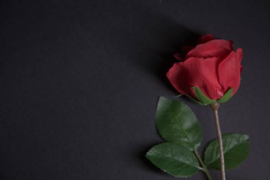 Siyah arka planda sahte kırmızı bir gül.