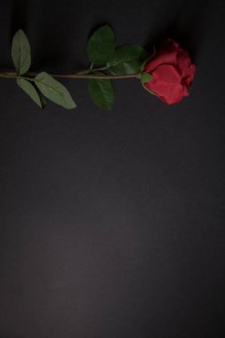 Siyah arka planda sahte kırmızı bir gül.