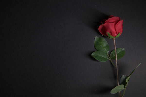 A fake red rose on a black background