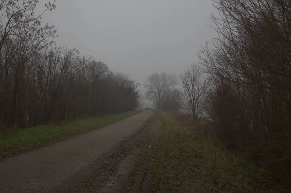 Single lane road in the italian countryside on a foggy day in late autumn