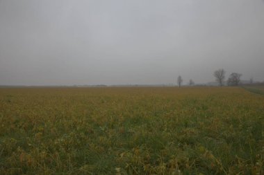 Sonbaharın sonlarında sisli bir günde İtalya kırsalında çıplak ağaçlarla dolu tarlalar.