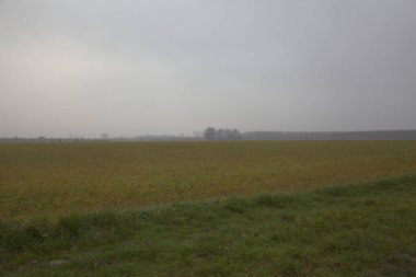 Sonbaharın sonlarında sisli bir günde İtalya kırsalında çıplak ağaçlarla dolu tarlalar.